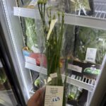 Lente-ui bloemen / jonge ui